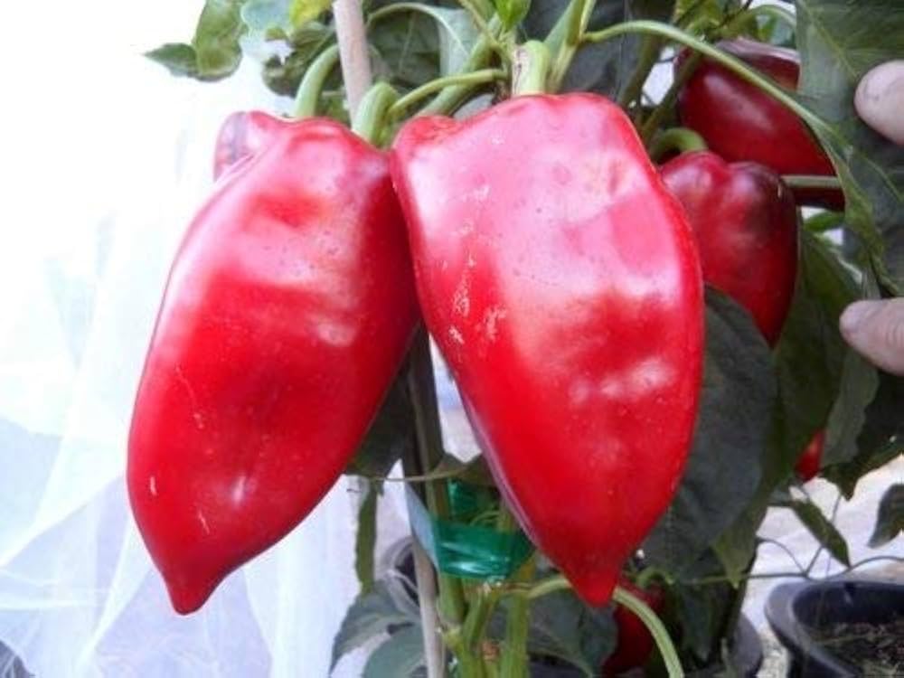 Sweet (Peperone Lipstick Pepper) for planting in garden